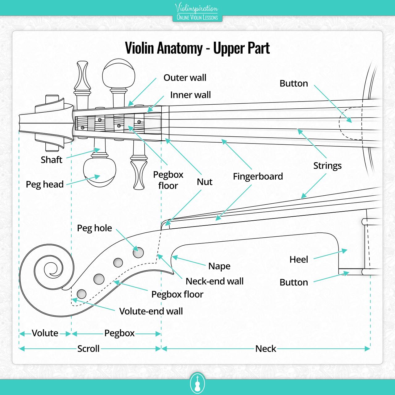 4th position violin - violin upper part anatomy