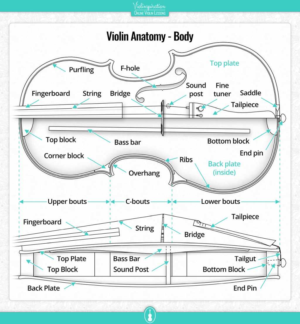 How much does the violin weigh - Violin Anatomy - Body