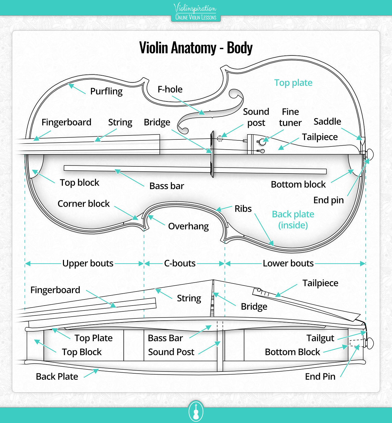 Violin Bridge Position - Violin Anatomy Body