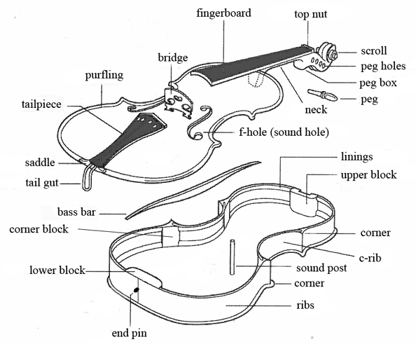 Violin Chinrest - Violin structure anatomical view