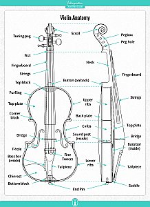 Violin Parts - Violin Anatomy Posters Download