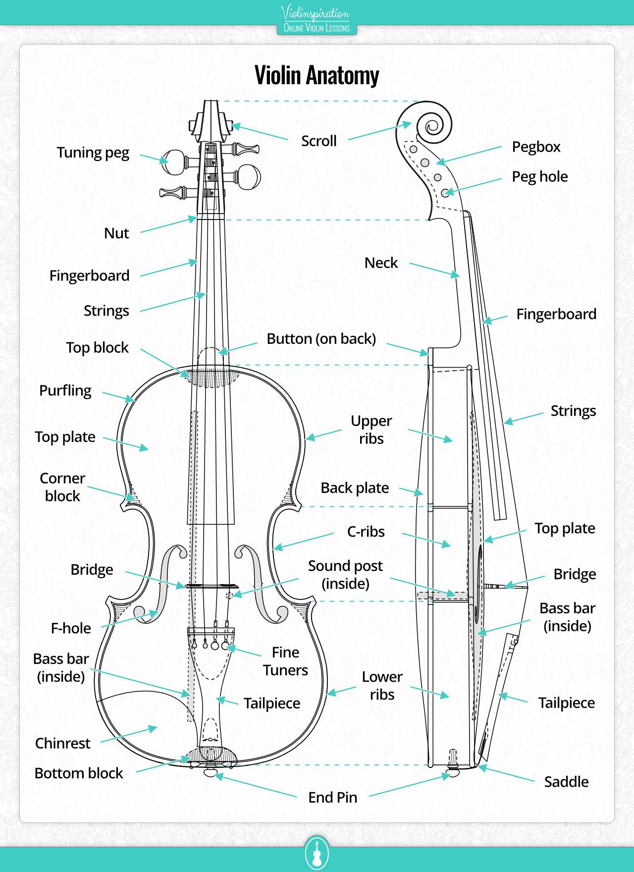 violin facts - violin anatomy