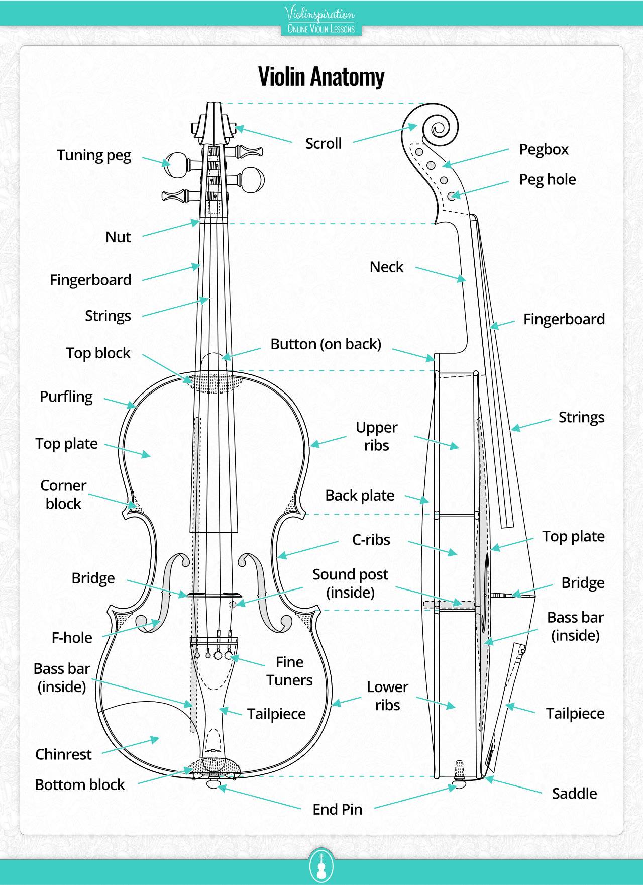 violin fingerboard - Violin Anatomy
