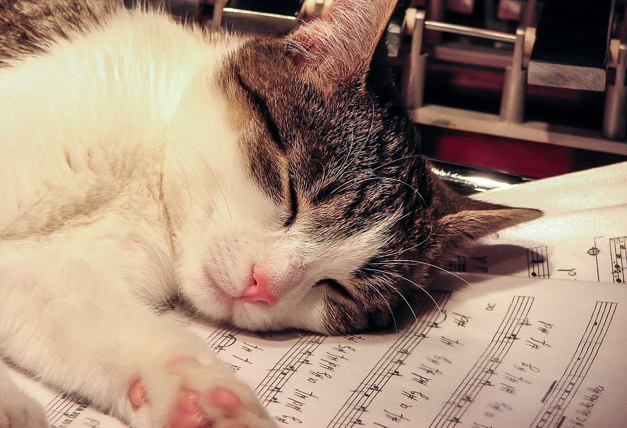 violin sight reading - cat on notes